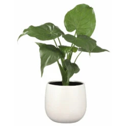 Mica Decorations Bloempot - Wit Met Relief - Keramiek - 20 X 25 Cm -Tuinmeubel Winkel 05fd11e862844e089215d8b9be4bdc70